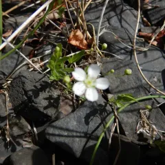 bluntleaf sandwort thumbnail 2