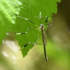 Western Phantom Crane Fly thumbnail 3