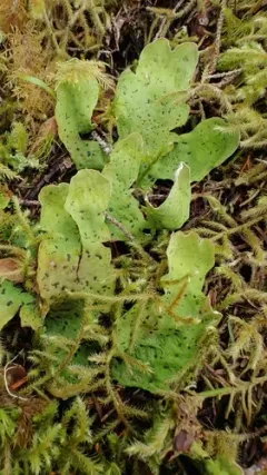 Peltigera chionophila thumbnail 3