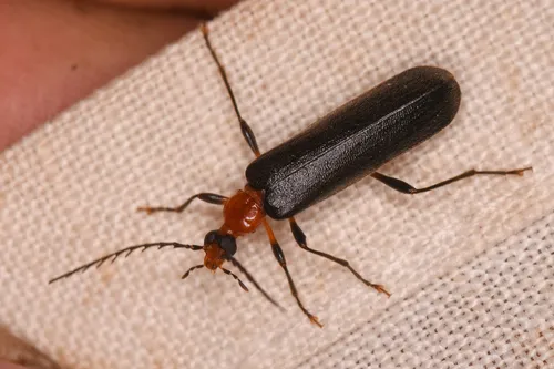 Dendroides picipes