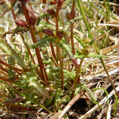 Small-flower Lousewort thumbnail 2