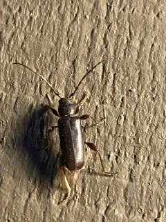 Phymatodes grandis thumbnail 4