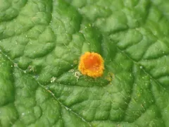 Red Raspberry Yellow Rust thumbnail 3