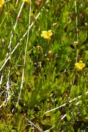 Threadleaf Primrose Monkeyflower