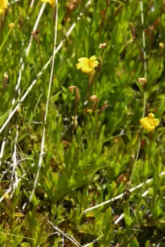 Threadleaf Primrose Monkeyflower thumbnail 1