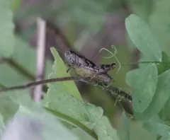 Mount Hood Short-wing Grasshopper thumbnail 3