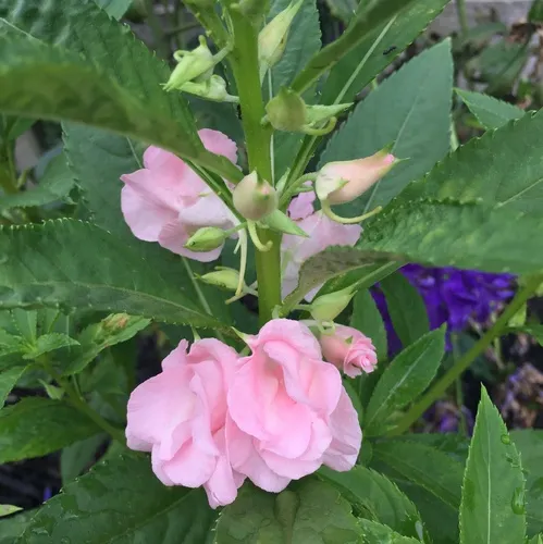 Garden balsam