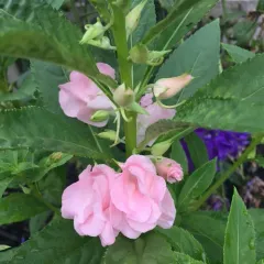 Garden balsam thumbnail 1
