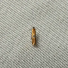 Lesser Tawny Crescent thumbnail 2