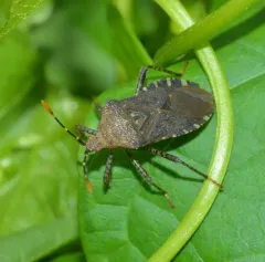 Horned Squash Bug thumbnail 4
