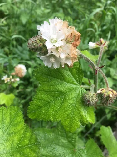 maple-leaved checkerbloom