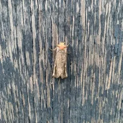 Orange-humped Mapleworm thumbnail 4