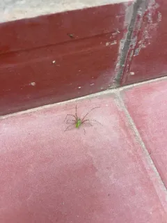 Green Lynx Spider thumbnail 3