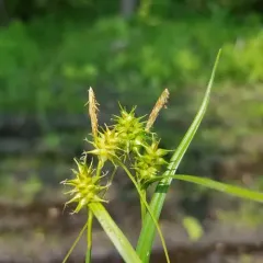 yellow-green sedge thumbnail 3