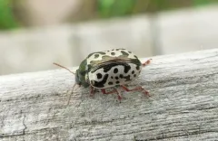 Ontario Calligrapha thumbnail 2