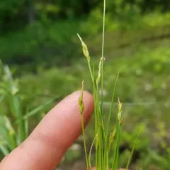 bristle-stalked sedge thumbnail 1