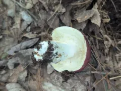 Russula albimarginata thumbnail 3