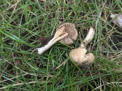 Inocybe pallida