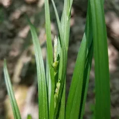Hitchcock's Sedge thumbnail 1