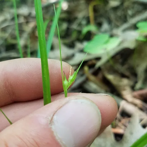 James' Sedge