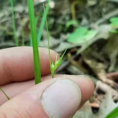 James' Sedge thumbnail 1