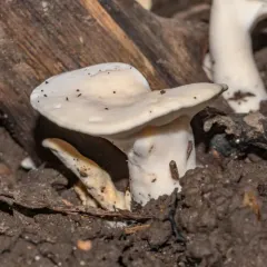 Loweomyces fractipes thumbnail 3