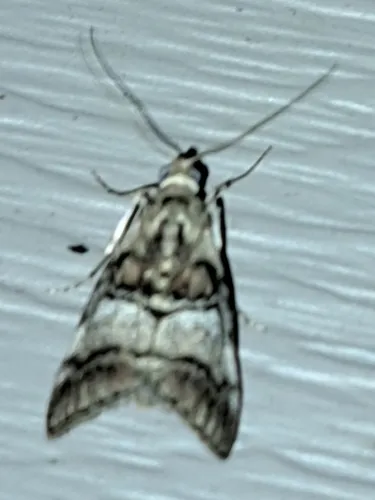 Gray-banded Pococera Moth