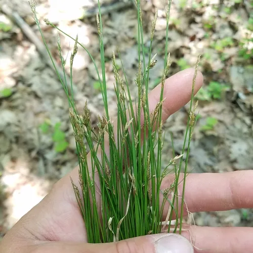white-tinged sedge