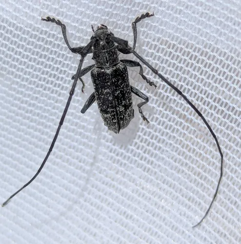 Microgoes oculatus