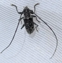 Microgoes oculatus thumbnail 1