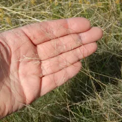 nuttall's alkali grass thumbnail 1