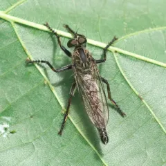 Black-thighed Bladetail thumbnail 2