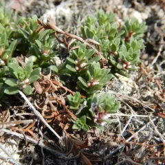 Sea Milkwort thumbnail 4