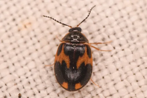Acneus quadrimaculatus