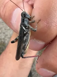 Stone's Locust thumbnail 2