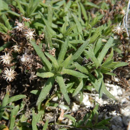 white prairie aster
