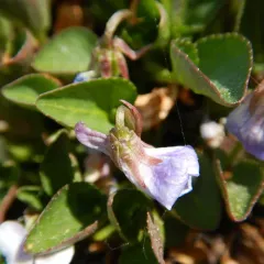 hookedspur violet thumbnail 3
