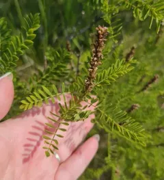 Fragrant Indigobush thumbnail 4