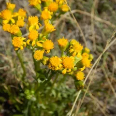 Rocky Mountain groundsel thumbnail 2