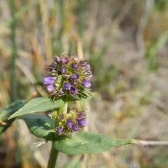 Small-flower Beardtongue thumbnail 1
