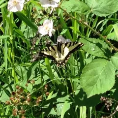 Western Tiger Swallowtail thumbnail 3