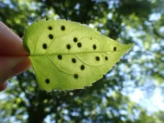 Asteromyia clarkei thumbnail 2