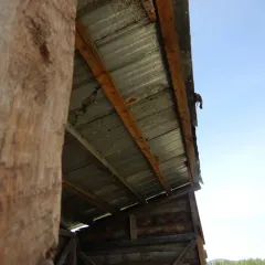 Cliff Swallow thumbnail 3