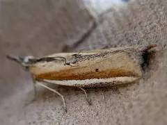 Pima fosterella thumbnail 3