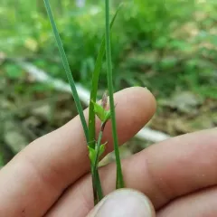 Carey's sedge thumbnail 1
