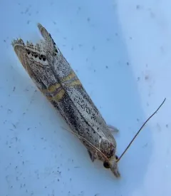 California Grass-veneer Moth thumbnail 3