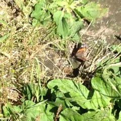Red Admiral thumbnail 3