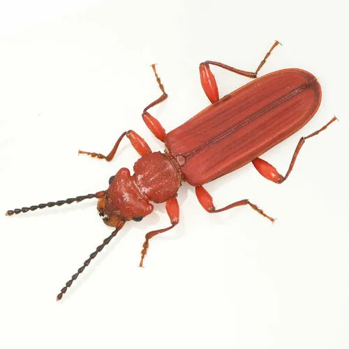 Red Flat Bark Beetle