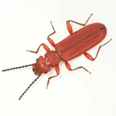 Red Flat Bark Beetle thumbnail 1