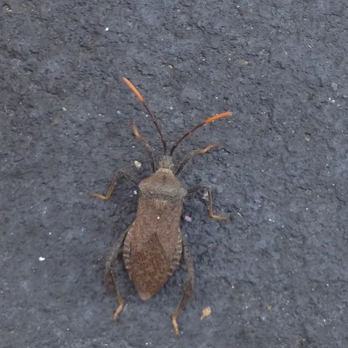 Acanthocephala terminalis